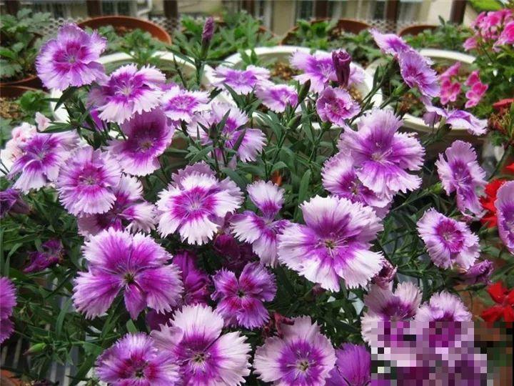 防盗窗养5盆花，开花多花期长，这小花园谁看了都羡慕！