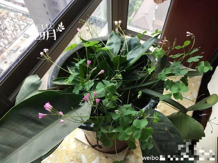 水培瓶里能养小鱼？别惊讶，还有养龙虾的呢！