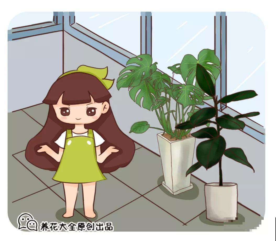 路上碰见这种子，捡回家栽起来，明年发财树不用买！