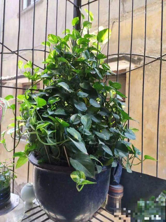 这4种花冬天别折腾，枝条剪错了，小心来年不开花！