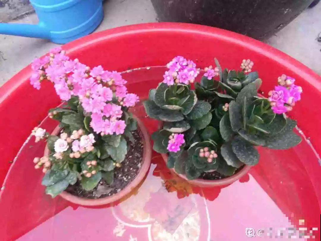 秋天给花浇水，记住3句话，安全过冬不烂根！