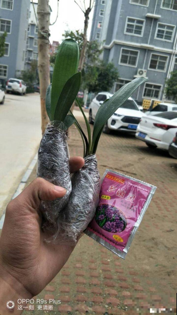 君子兰一分株，长得越发旺盛，再养两年成大户了！