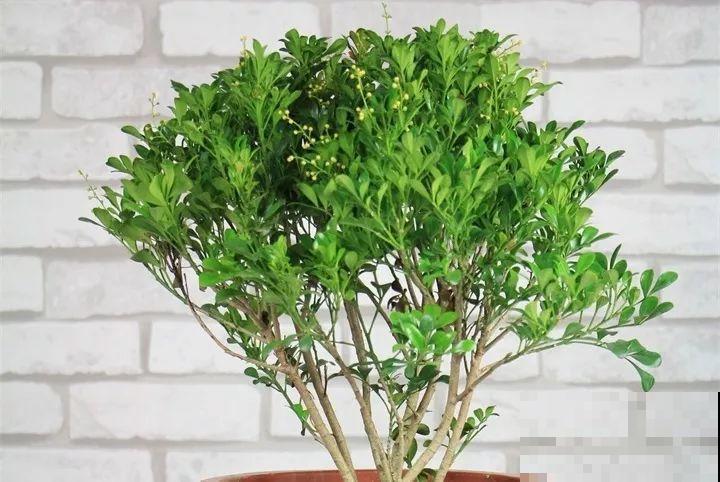 30种花冬天浇水技巧，根不烂，来年春天猛蹿新叶！
