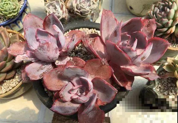 爱上多肉8年，她付出了所有，数量多到可以摆满整个天台！