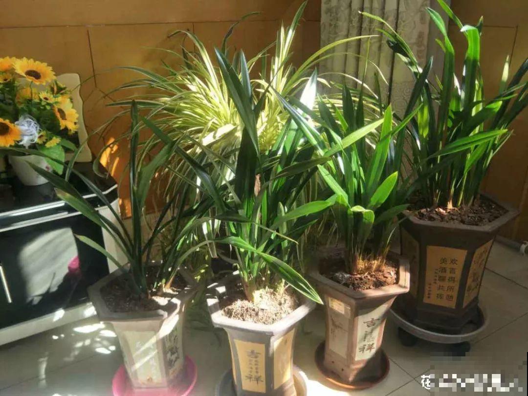 这花公认难养，冬天放外面冻20天，立马开花！