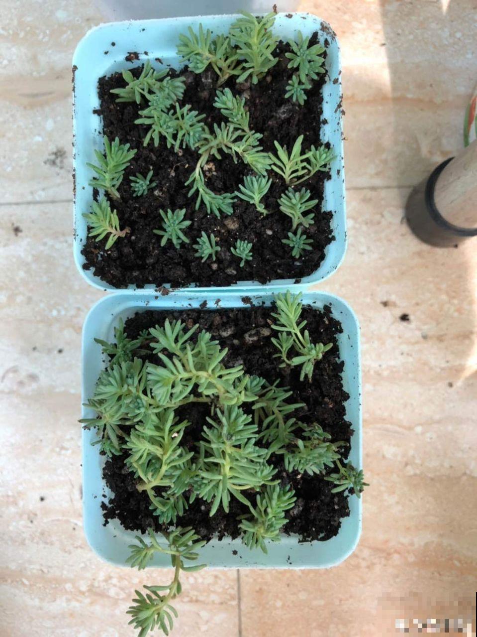 君子兰一分株，长得越发旺盛，再养两年成大户了！