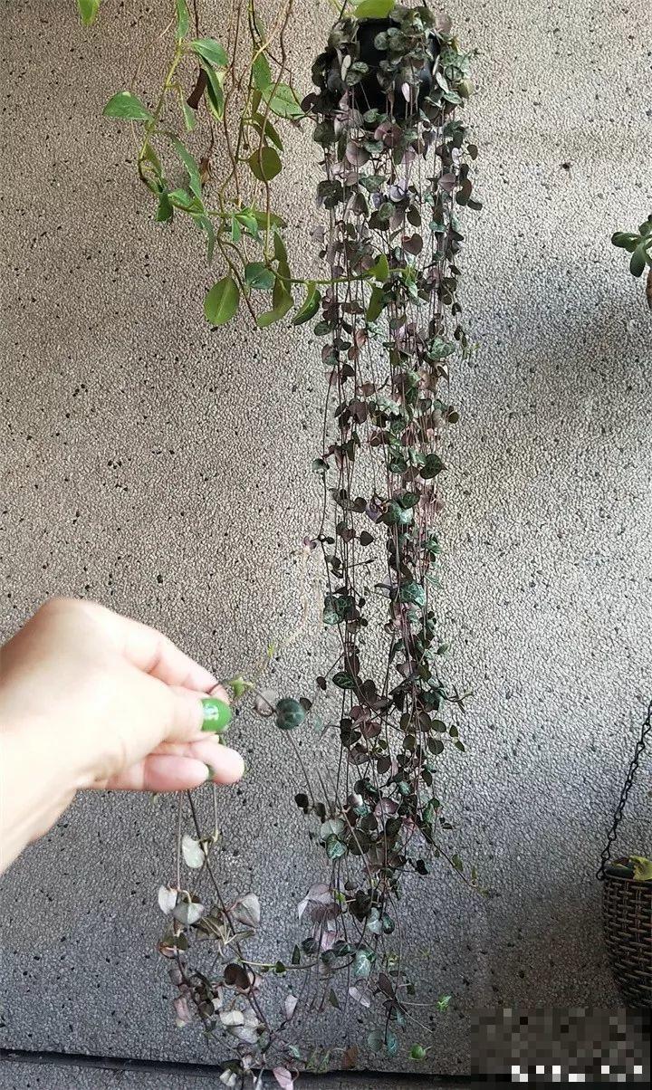 8种多肉不抗晒，颜色都能给晒没了，赶紧挪个地儿！