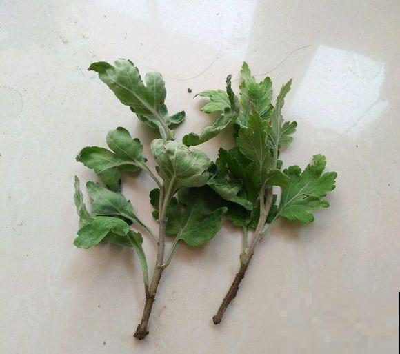 一棵菊花开出十个色，究竟是怎么做到的？原来是它起了大作用！