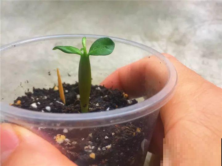 养这3种花，盆越小开花越多，放大盆里反而不长！