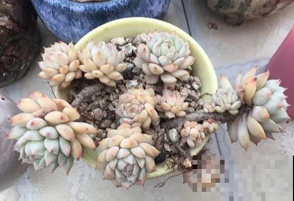 爱上多肉8年，她付出了所有，数量多到可以摆满整个天台！