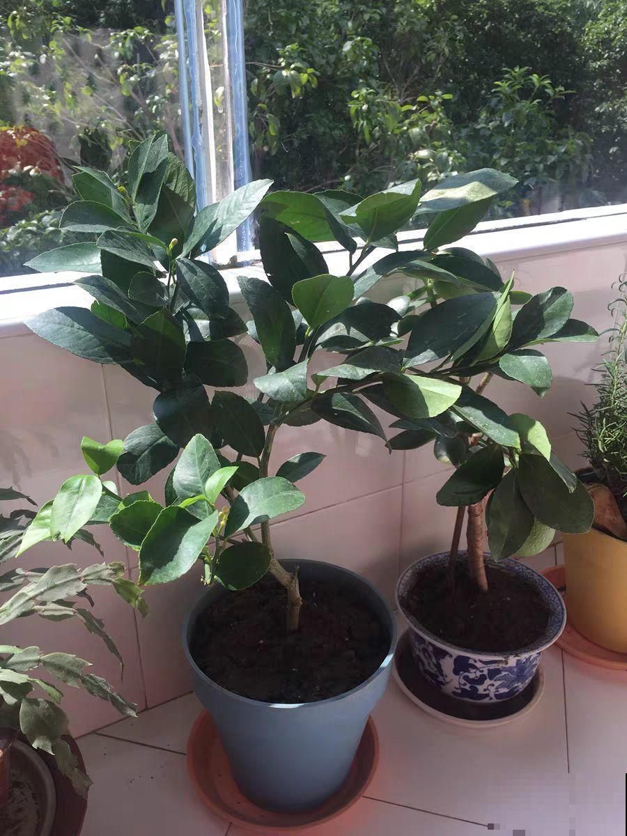6种有气质的花，摆在哪里都是焦点，邻居全都跑来看！