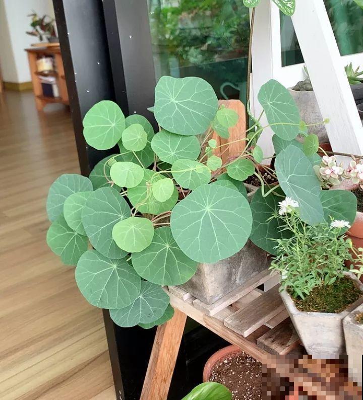 20种耐阴花，比绿萝好养，摆客厅名贵又有范儿！