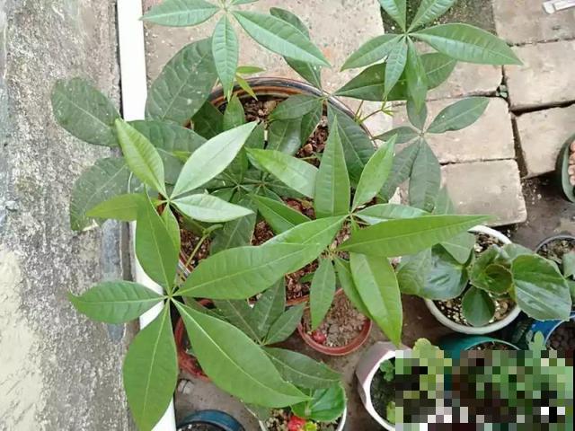 8种花秋冬要穷养，水一多就烂根，再不救只剩空盆！