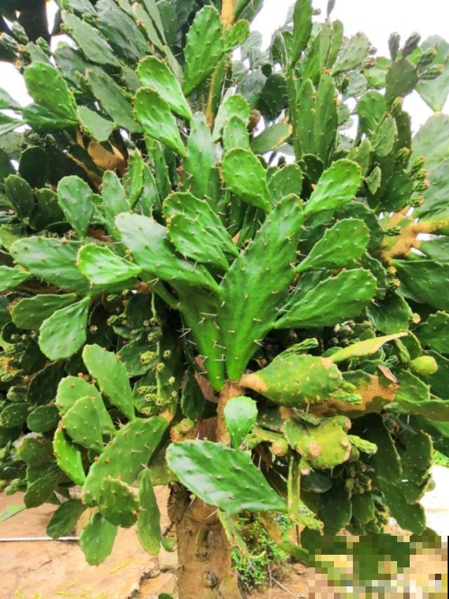仙人掌的花样吃法，看着就眼馋，赶紧自己在家养一盆！