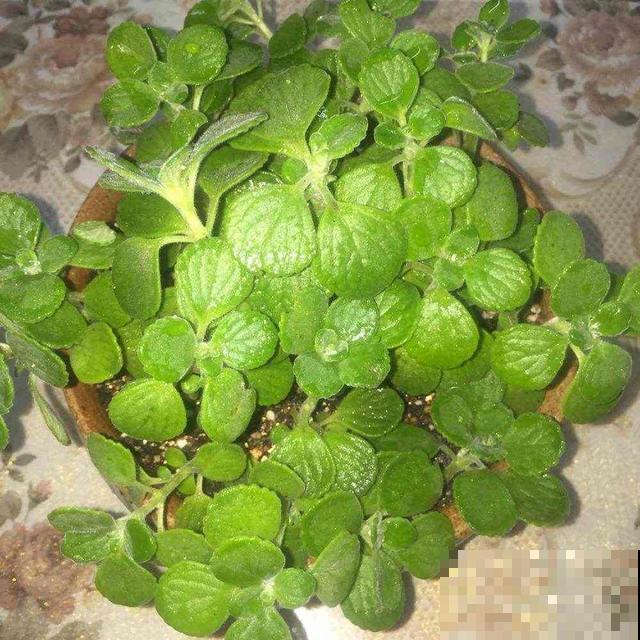 家里植物一年一次的换土，换下的土还有营养价值吗？花农这么处理