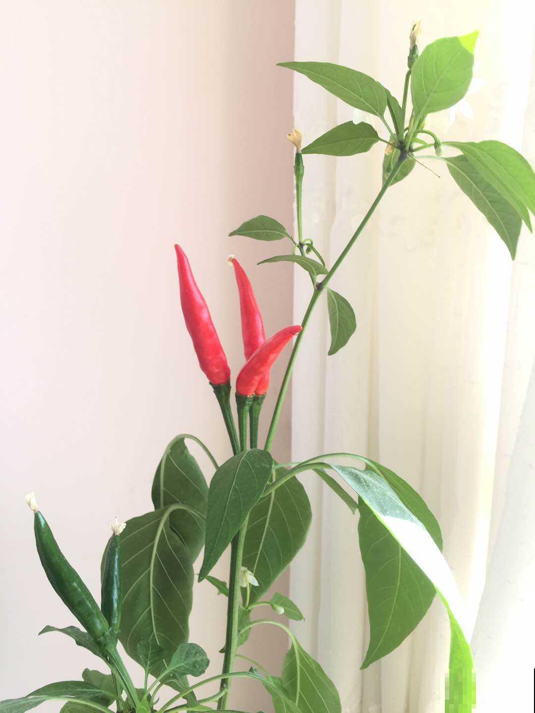 在家养辣椒，花朵色彩鲜艳很好看，不结果怎么办