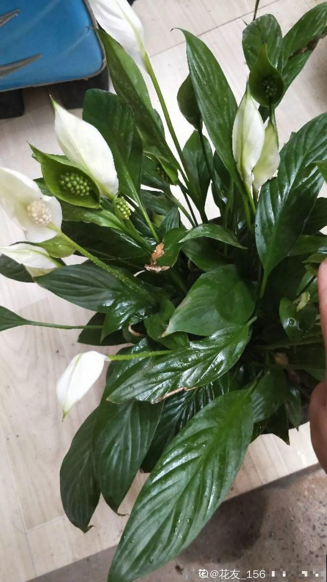 垃圾桶里捡到这3种花，剪一剪叶子就活，再也不用买花了！