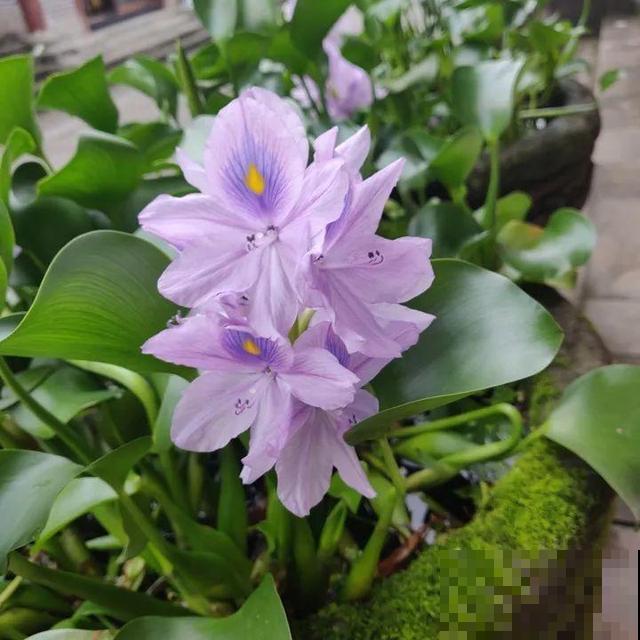 这花是个大“祸害”，20元一棵还有人买，啥时候洗白的？