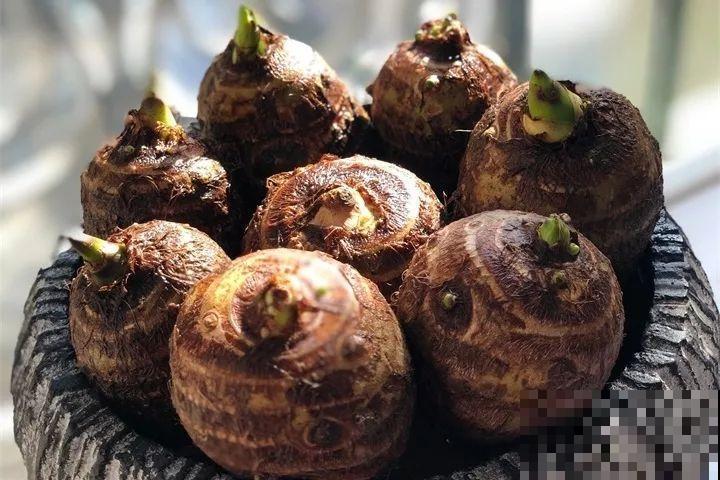 这花长得2米高，拎出来一看，结出30个小芋头！
