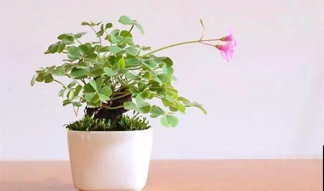原来这种植物也能长成老桩盆景，只因为用了这一招，形态太奇特了