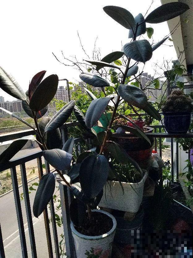 橡皮树冬季咋养？加点豆水，叶片绿油油！