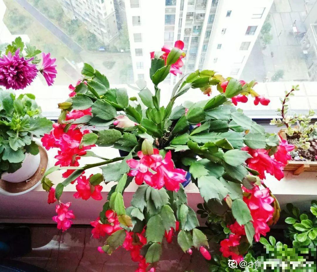 3种花别乱浇水，水越多越不开花，难怪这么多年不见一个花骨朵！