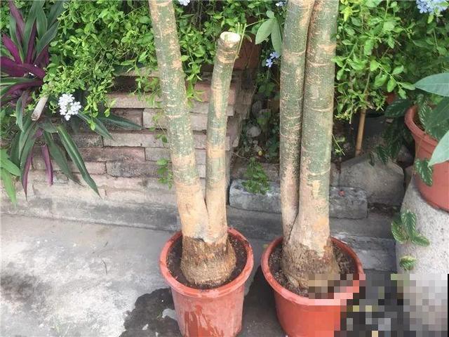 8种花秋冬要穷养，水一多就烂根，再不救只剩空盆！