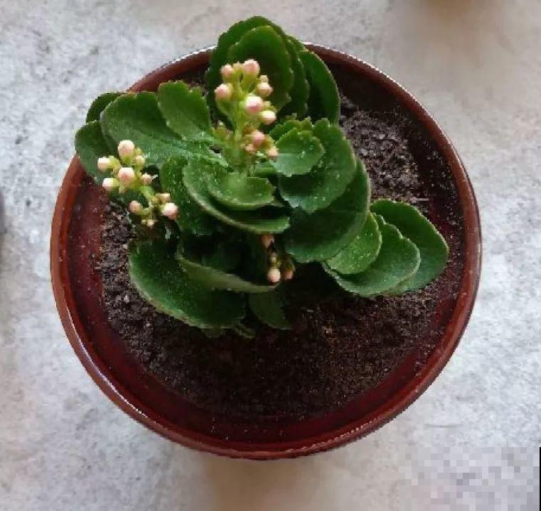 长寿花这么养，开成一个花球，一年到头叶子绿油油！