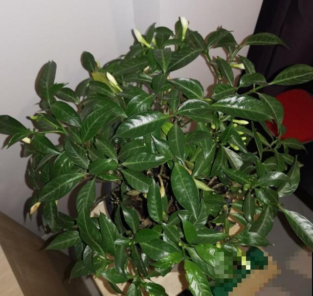 买栀子花看清楚，小心是狗牙花，不过这花值得养！