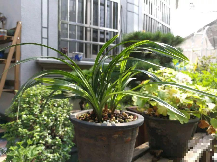兰花最全养护要点，一年四季绿油油，开花还能香满屋！