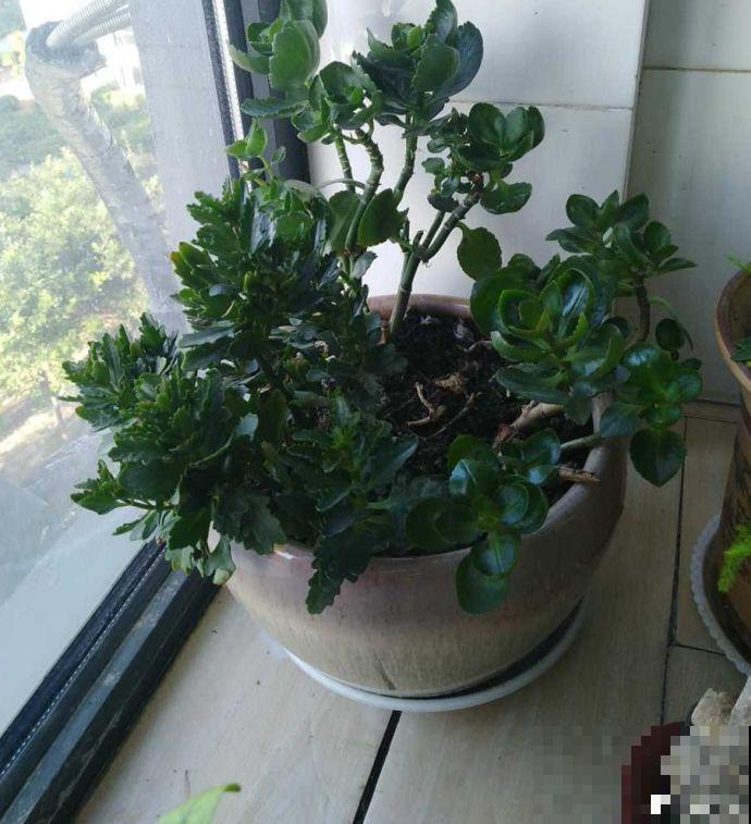 长寿花这么养，开成一个花球，一年到头叶子绿油油！