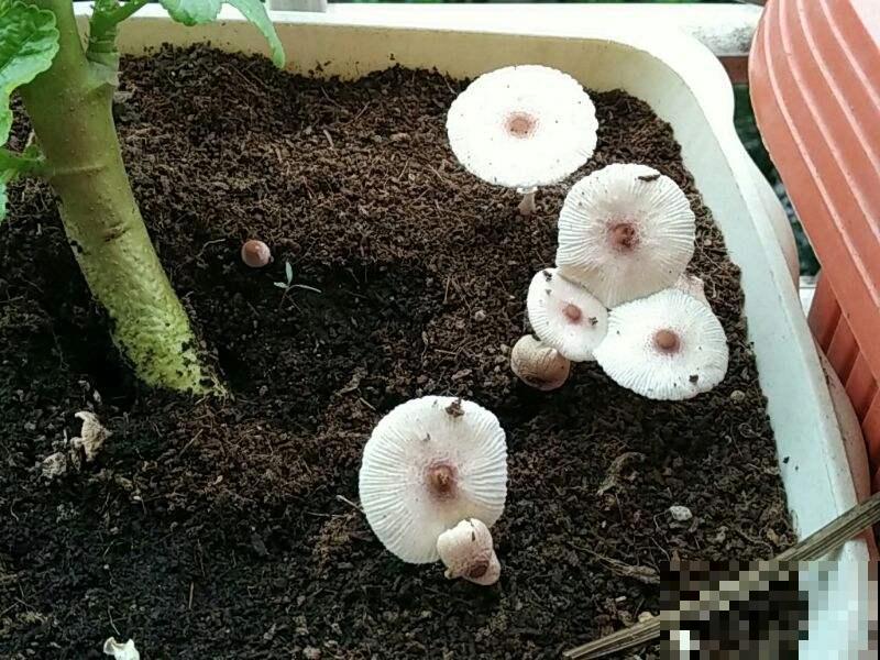 花盆里原来还能长蘑菇，小巧娇嫩萌化了，原来是它搞的鬼！