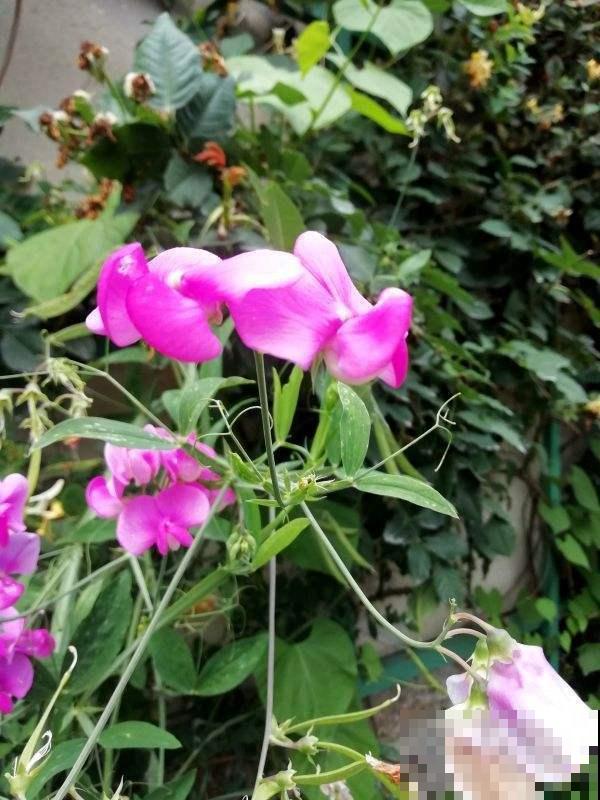 这花听起来像食物，其实不能吃，开出的花好惊艳
