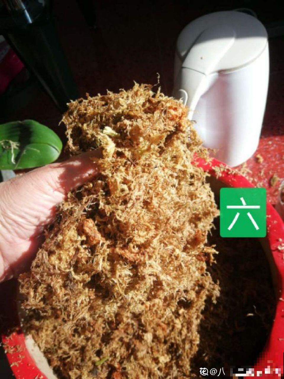 这花就得虐着养，套个袋子捂一捂，揭开立马冒花苞！
