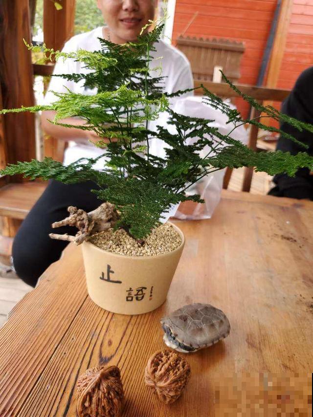 养几盆铁线蕨，放在家里观赏，看起来比花还有格调