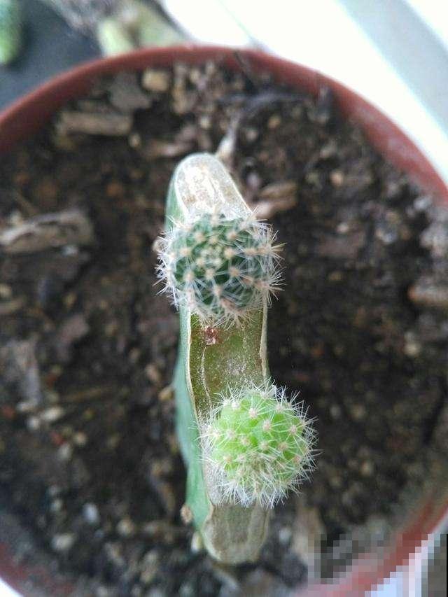 家有这花，冬天别浇水，不然养着养着就死了