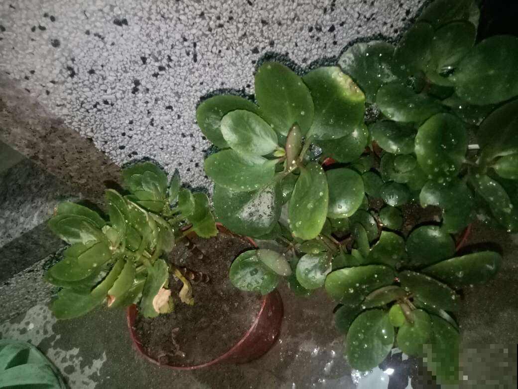 这花在圣诞节前后开放，放在家里真好看，过节还可以赏花