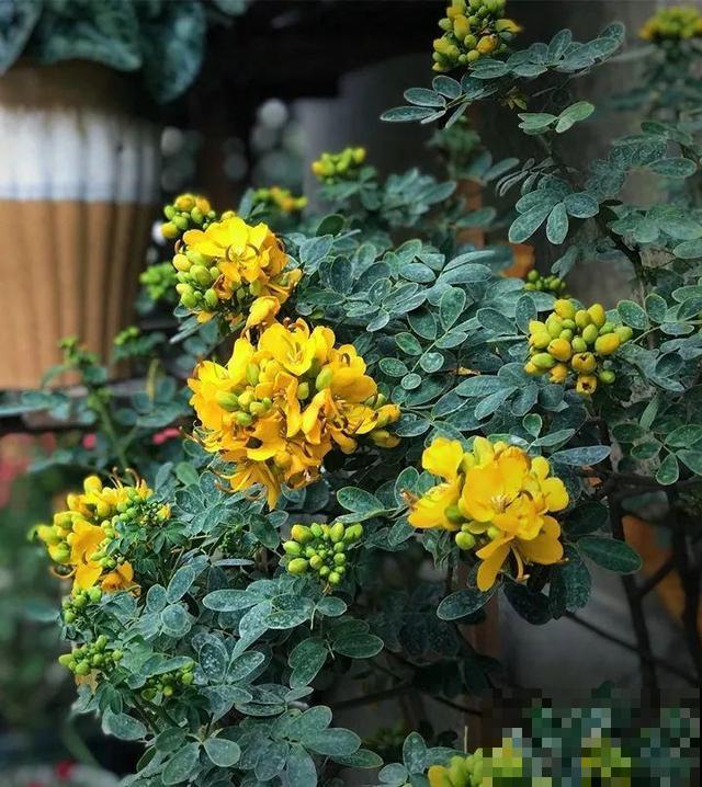 这花种子埋土里就发芽，差点以为是花生，满盆黄花贼亮眼！