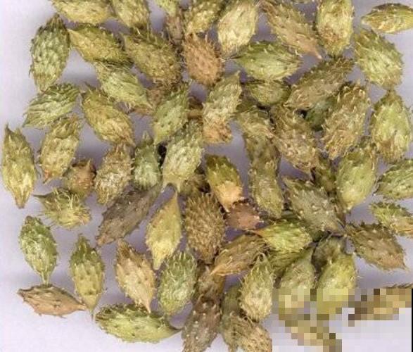 原来这种植物叫苍耳，招人烦却价值不菲！