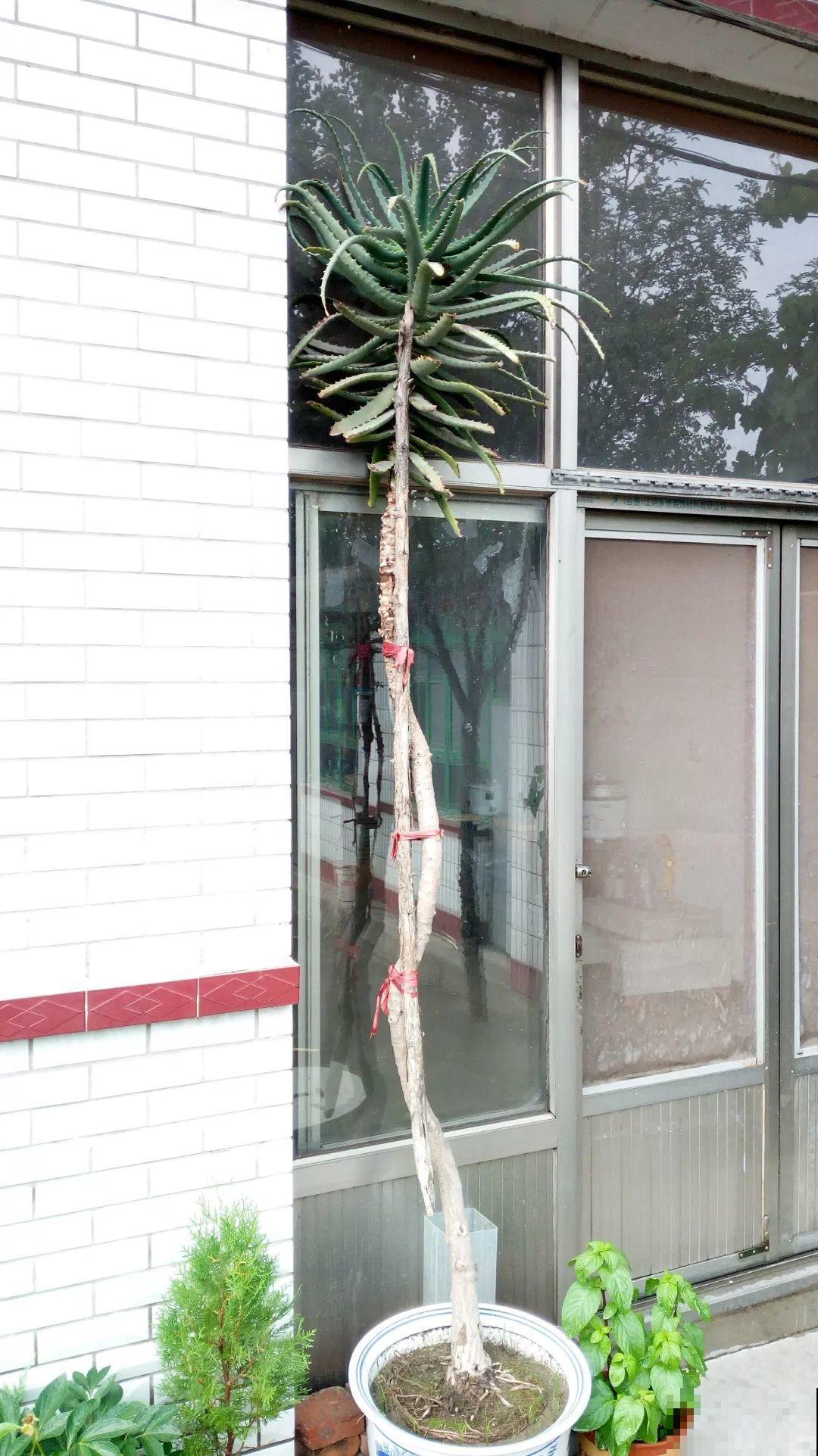 这4种花在他们手里，个个长成巨无霸，到底喂了啥好东西！