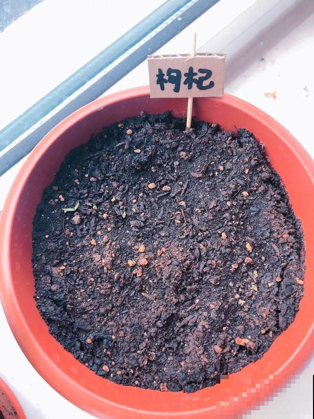 超市买一把枸杞，种盆里变盆栽，10天冒芽，明年就能有果子摘！