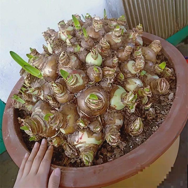 这花就爱窜小芽，摘下来蘸土就活，两个月又能长满一大盆！