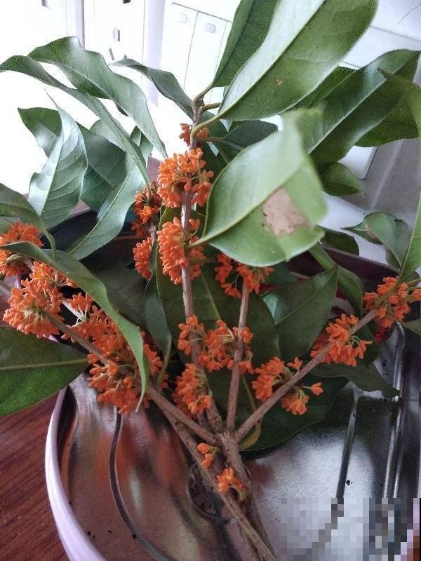 这6种花泡茶喝，缓解干燥，养生美颜