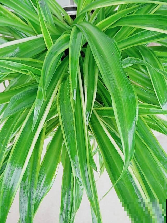 4种花放水里也能长，叶子嗖嗖窜，一不小心开成瀑布！