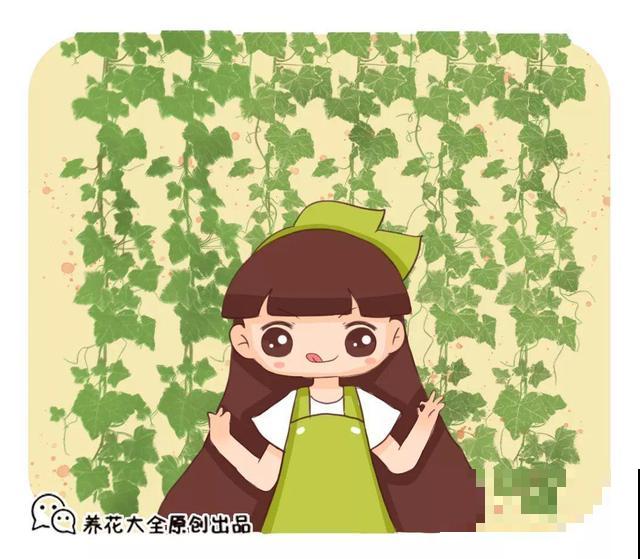 4种超耐阴的花，放客厅叶子红彤彤，有格调上档次！