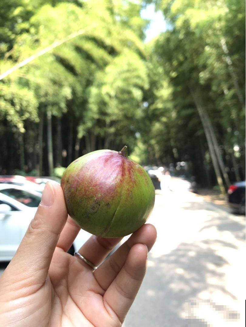 在院子里种盆无花果，果肉鲜美，可把邻居馋坏了