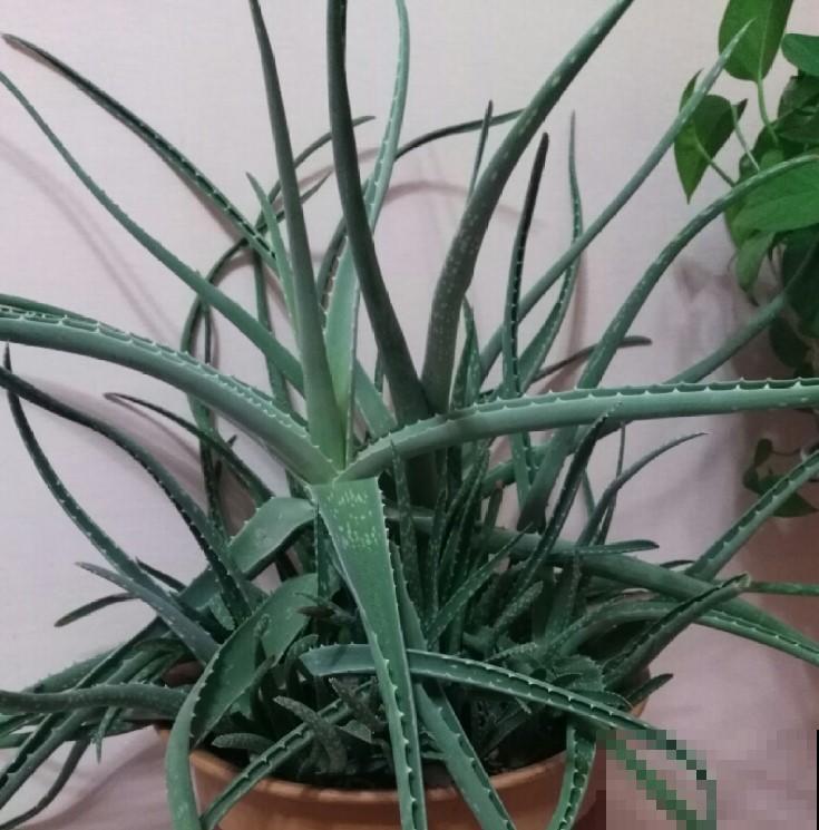 这几种带刺的植物特好养，养一盆当盆栽，你见过那几种？