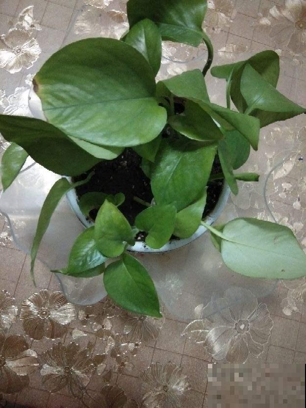 土壤里加两滴这东西，长出来的叶子更油绿，不久就变瀑布