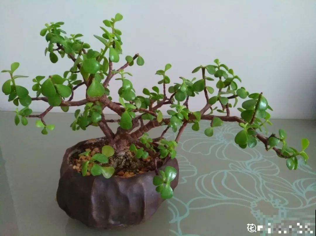 2块钱的多肉苗，随便养养，1个月长成老桩！