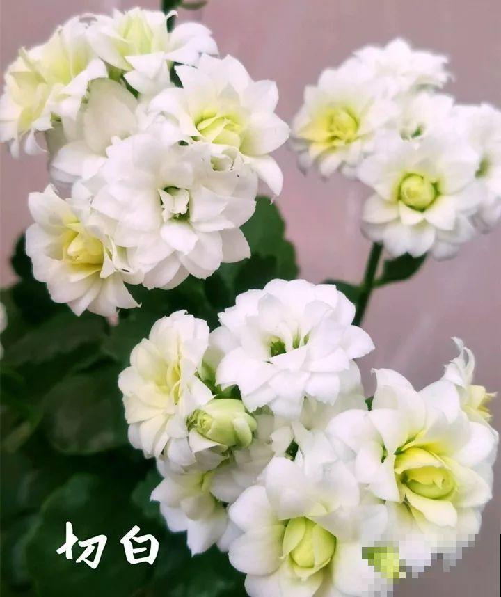 80个长寿花品种，全都美极了，只养1盆真的不够！